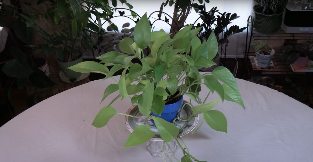 Neon Pothos Plant Care