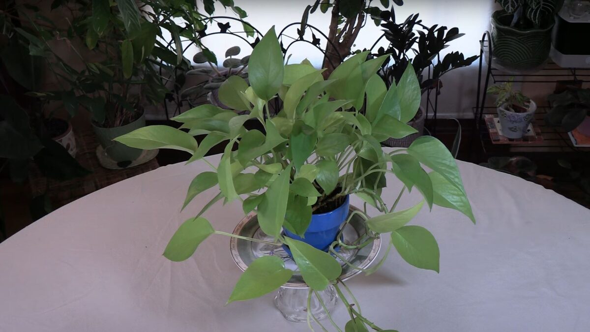 Neon Pothos Plant Care: What to Know