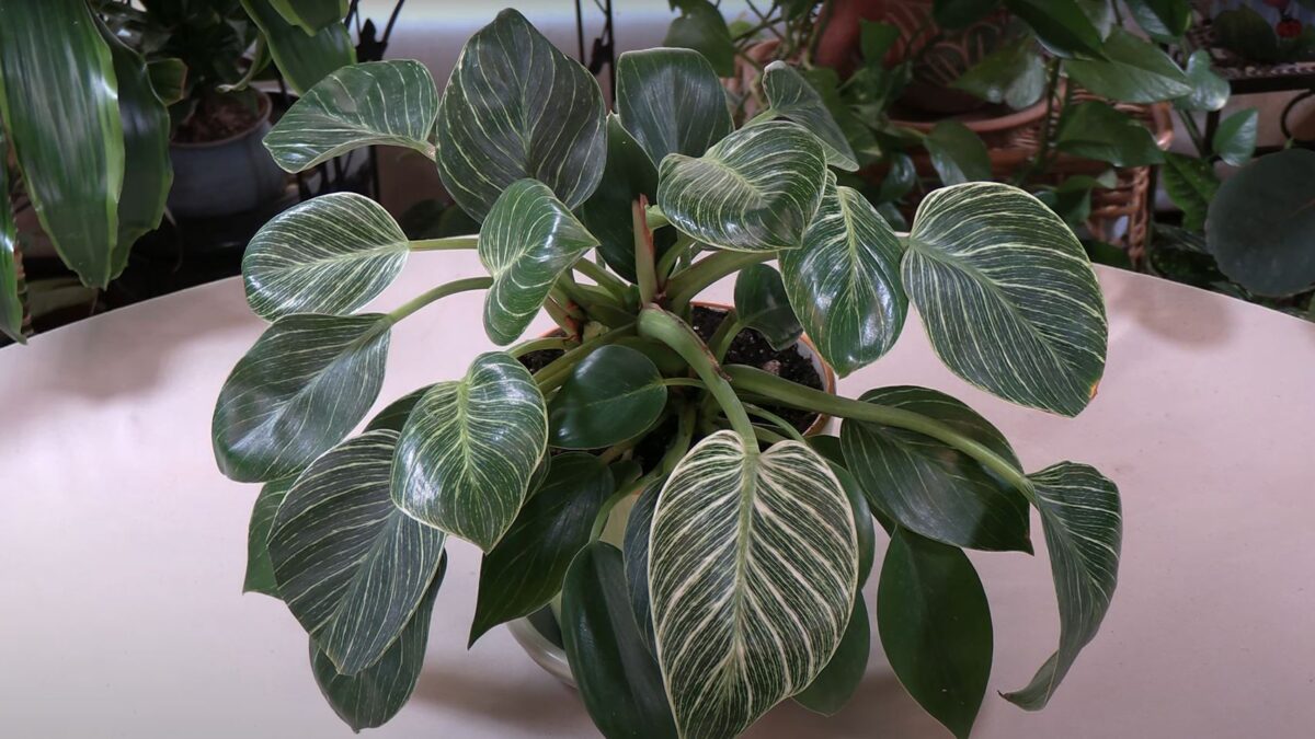 Philodendron Birkin Plant Care: What to Know