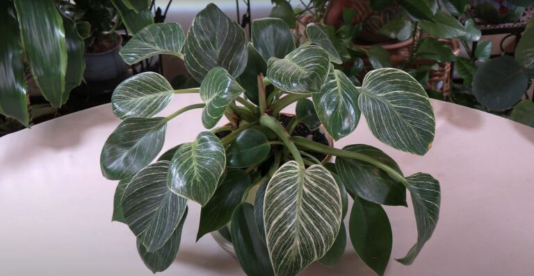 Philodendron Birkin Care
