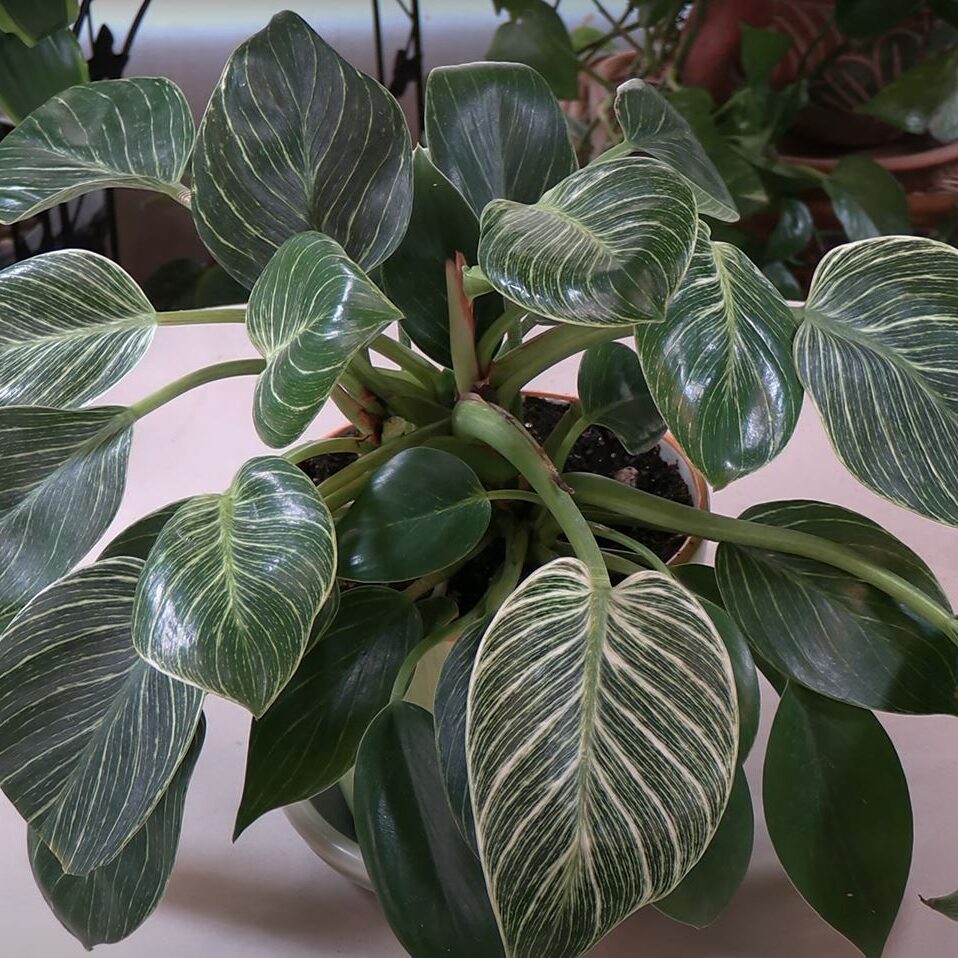 Philodendron Birkin Plant Care: What to Know