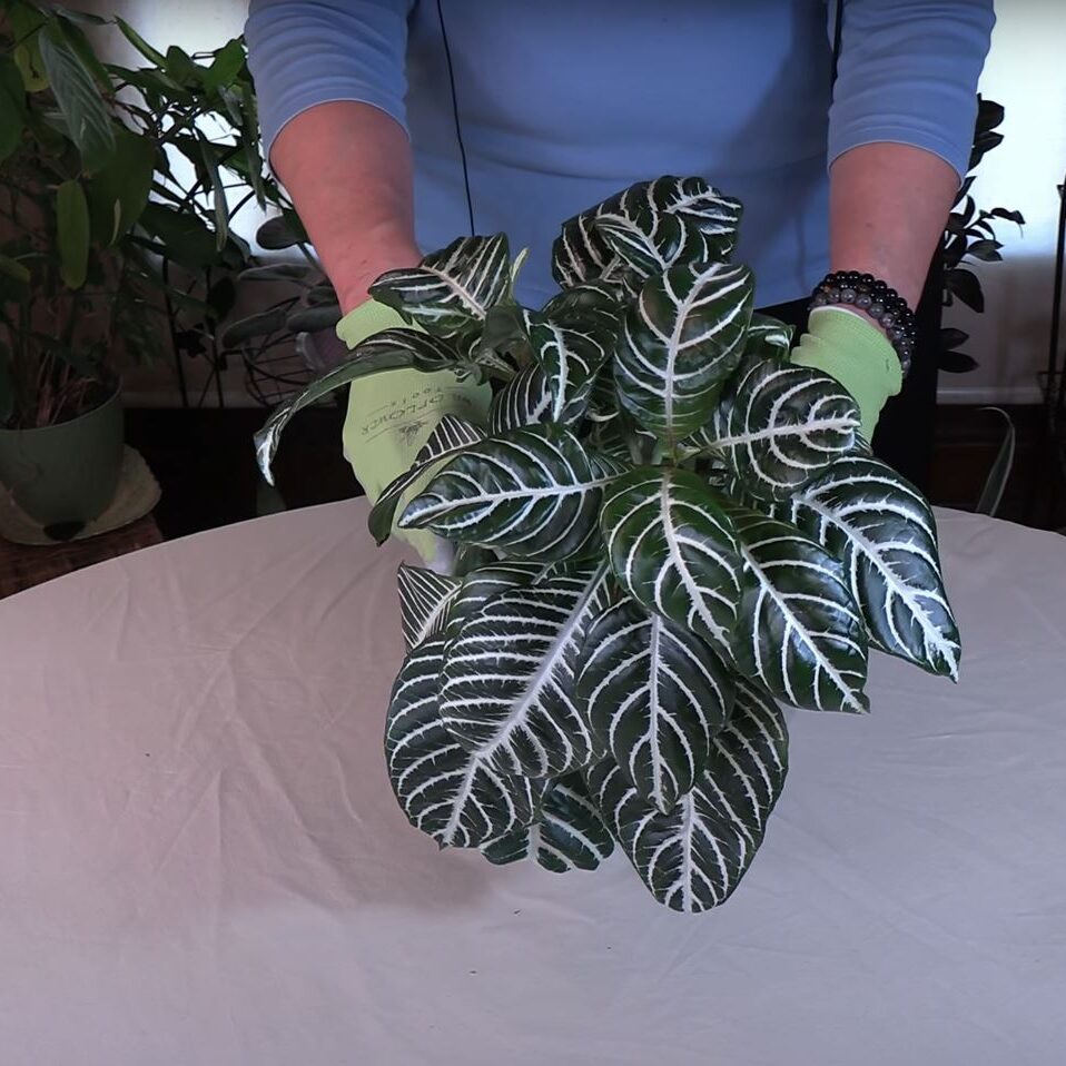 How to Prevent Brown Leaf Tips on Zebra Plant