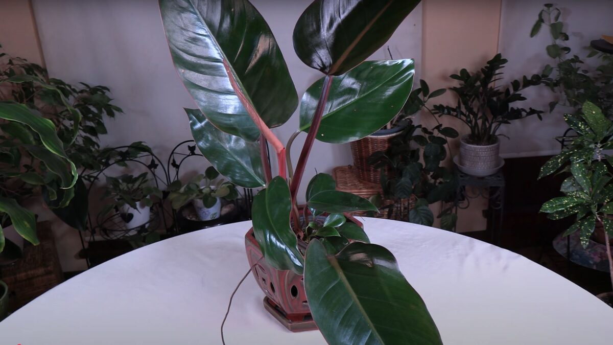 Red Congo Philodendron Plant Care: What to Know