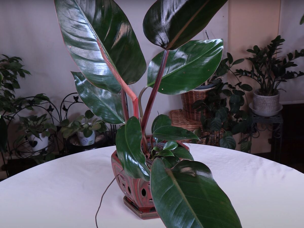 Red Congo Philodendron Plant Care: What to Know