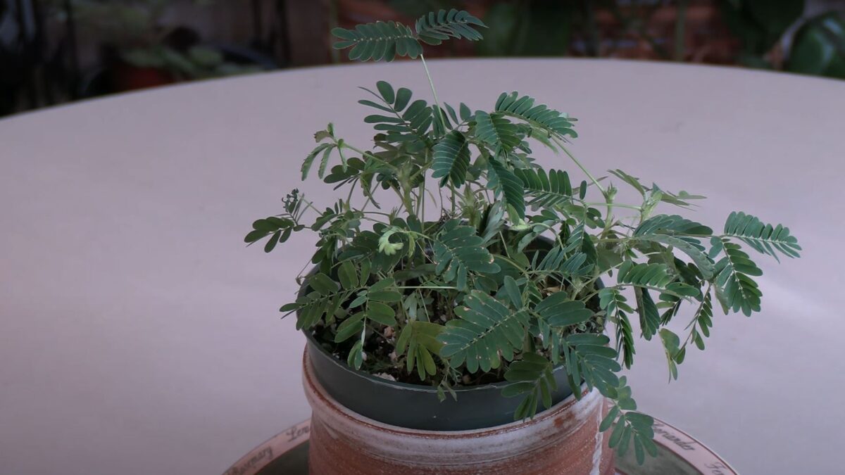 Sensitive Plant (Mimosa pudica) History / Plant Stories - Healthy