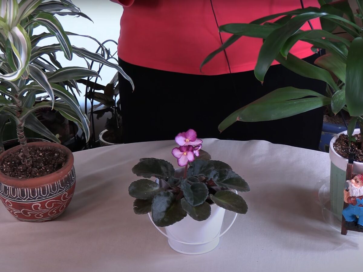 Signs of Too Much Light for Your Houseplants