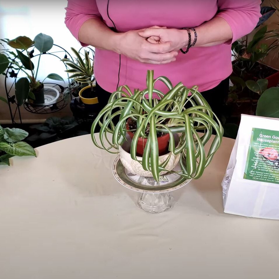 When Spider Plant Leaves Bend and Break / Viewer Inspired