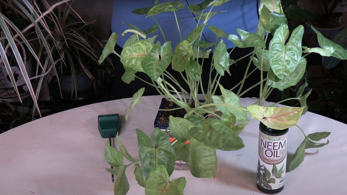 What Sticky Houseplants Leaves Mean / Not Good!