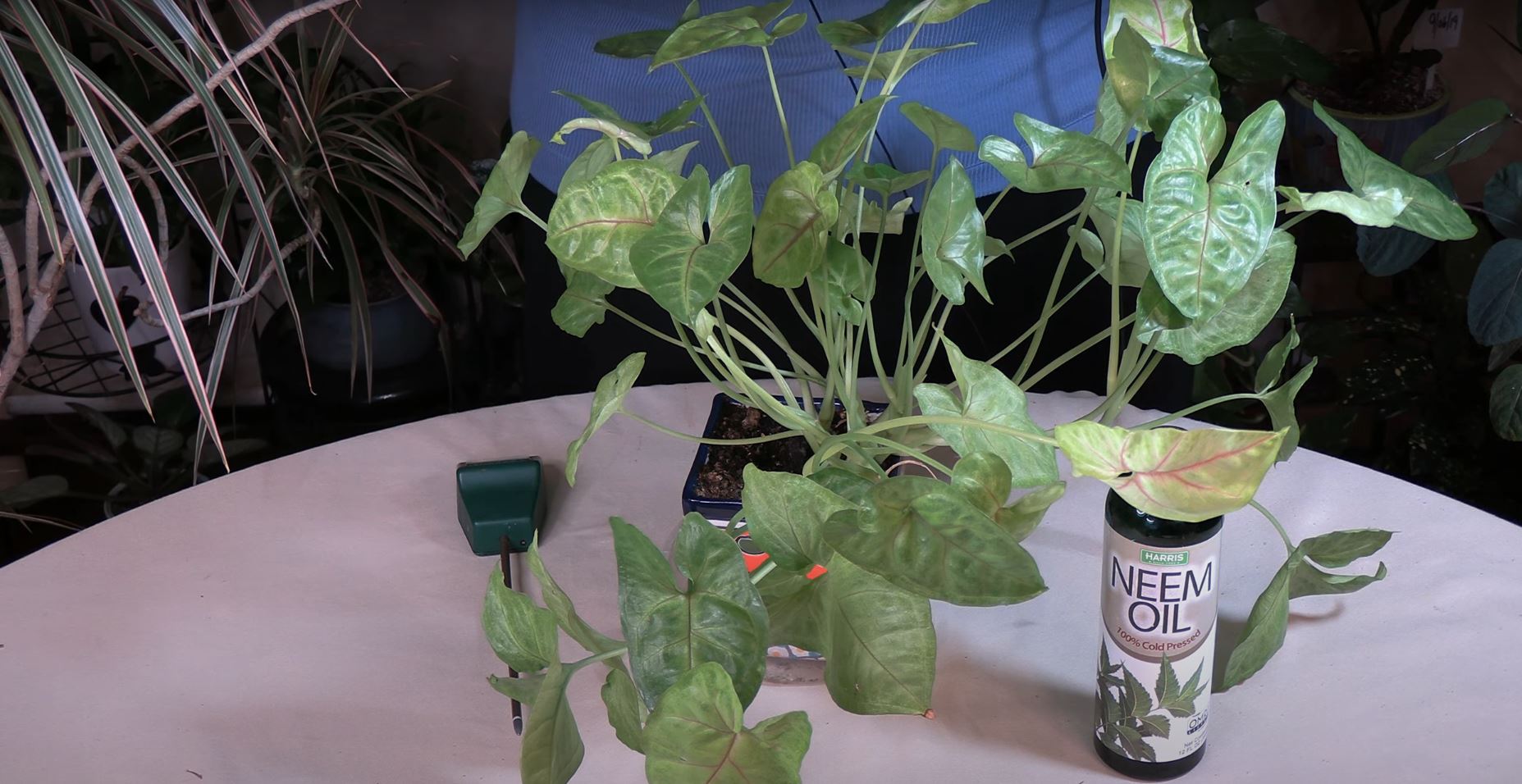 What Sticky Houseplants Leaves Mean / Not Good!