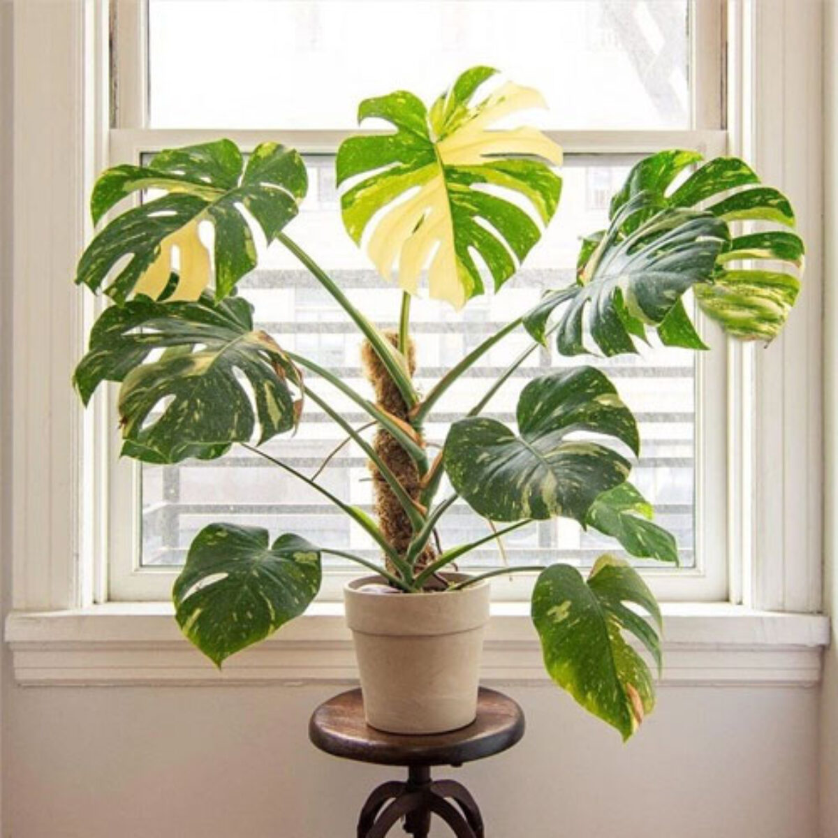 Thai Constellation Monstera Care Guide: Tips for This Stunning Variegated  Plant  - Healthy Houseplants