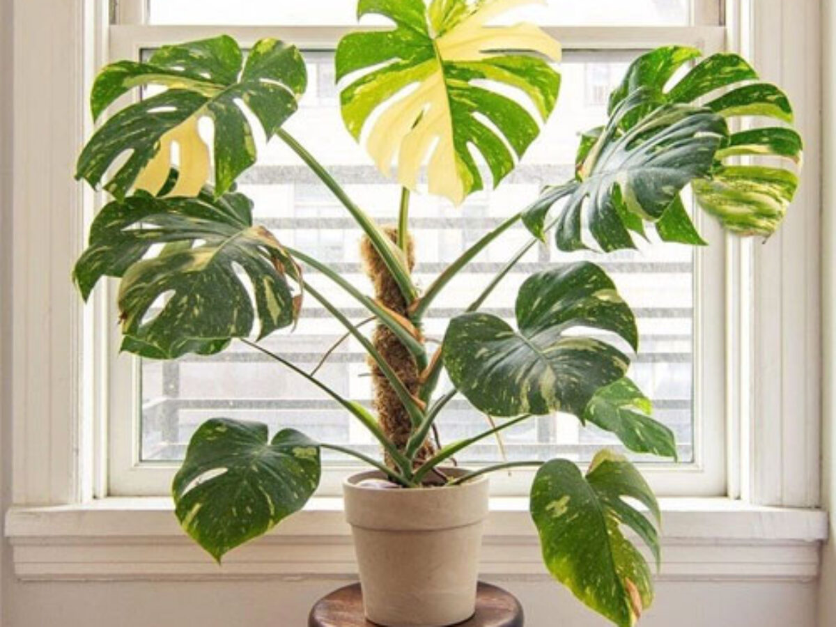 monstera thai constellation large Monstera Thai Constellation Houseplant with Planter - Large (2'-3' tall) Cement Grey Planter main image 1