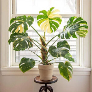 Thai Constellation Monstera