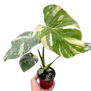 Thai Constellation Monstera