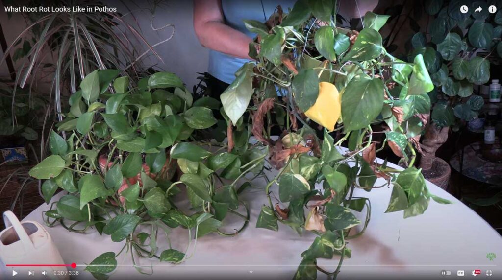 What Root Rot Looks Like in Pothos