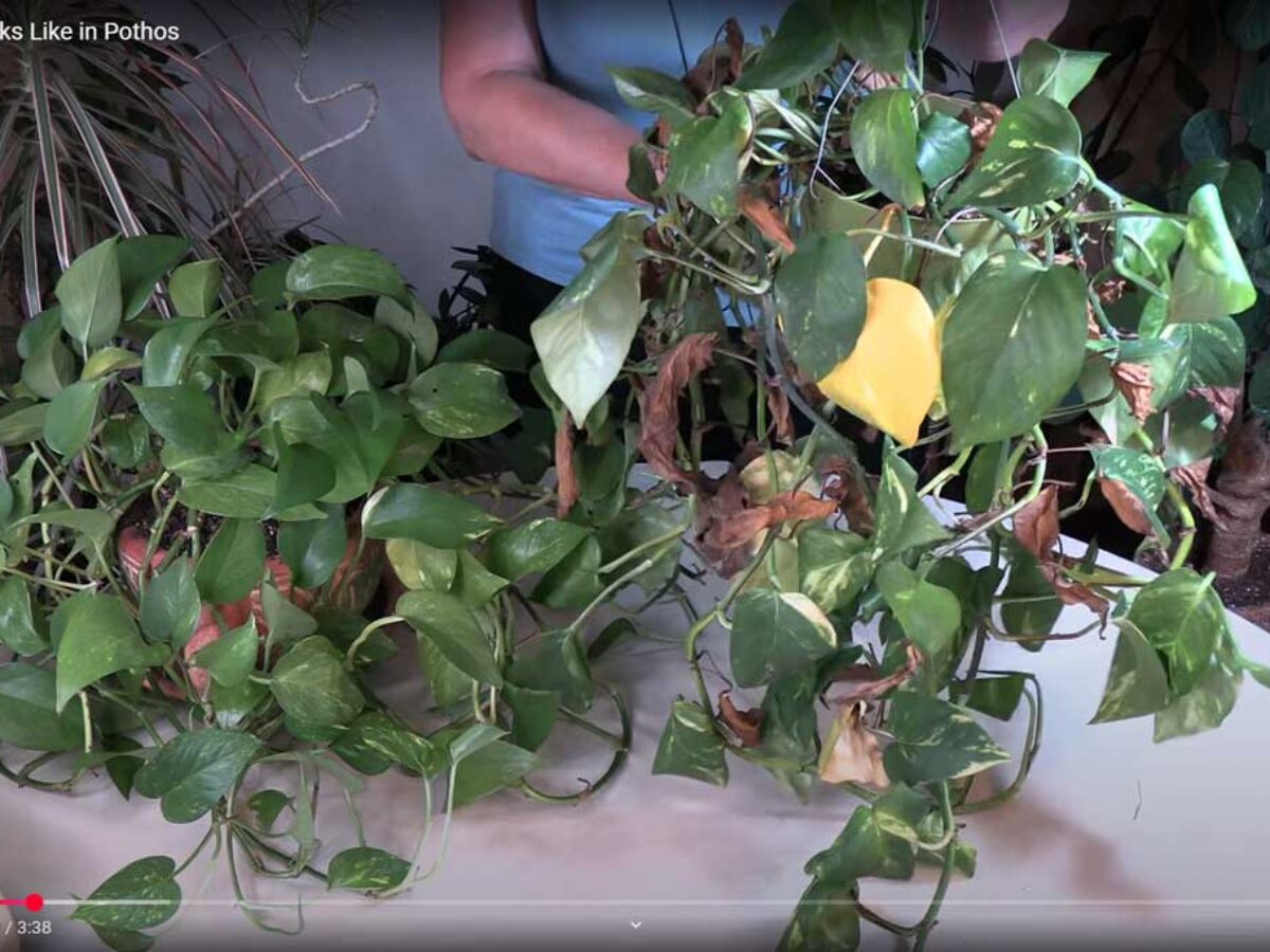 What Root Rot Looks Like in Pothos