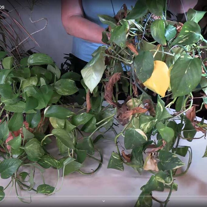 What Root Rot Looks Like in Pothos