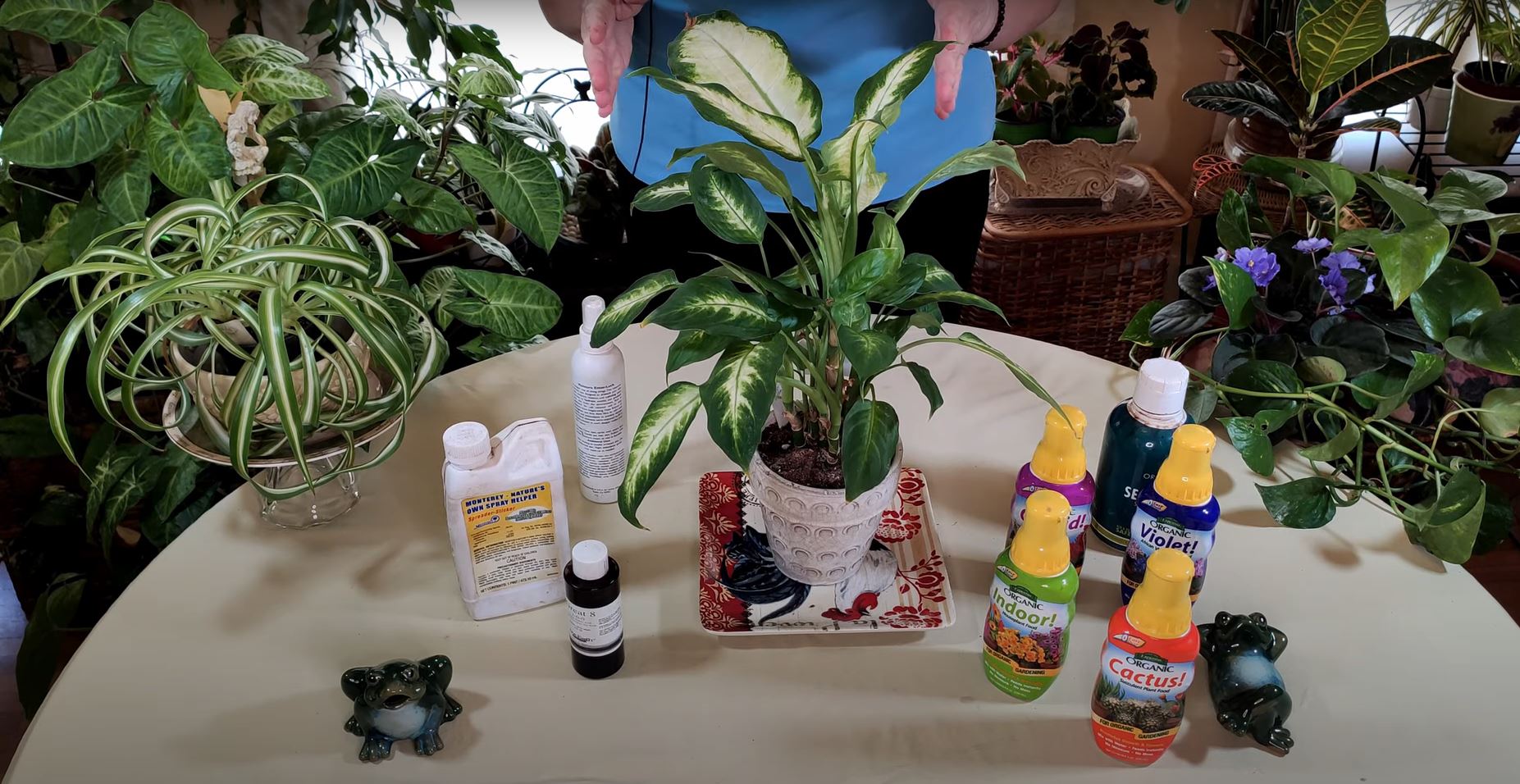 plant monstera variegata Monstera Albo Variegata
