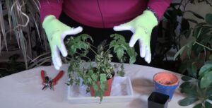 China Doll Rescue and Revival