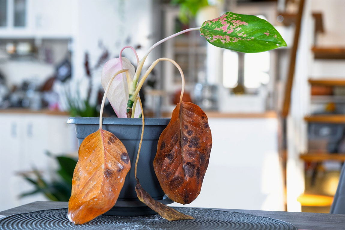 Pink Chinese Evergreen (Aglaonema) with Fungal Leaf Spot Disease from Overwatering