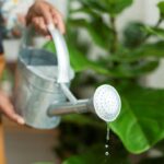 How to Prevent Overwatering Houseplants: Plumbing-Smart Tips for Your Indoor Jungle