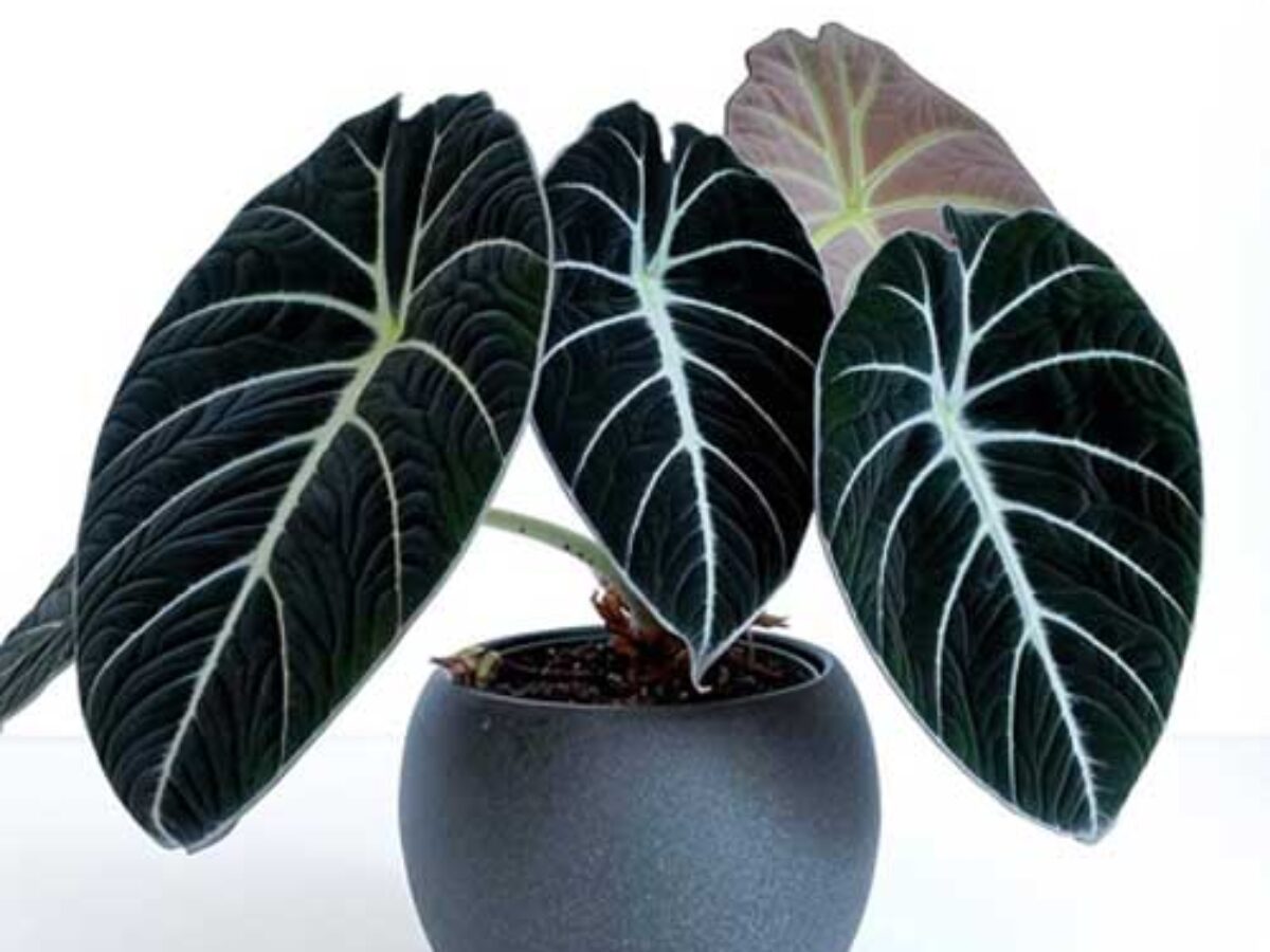 Black Velvet Alocasia Care Guide - Growing Alocasia reginula Indoors  -  Healthy Houseplants