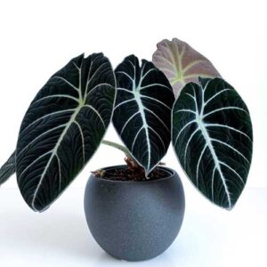 Black Velvet Alocasia