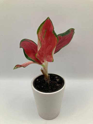 Exotic houseplants Seattle