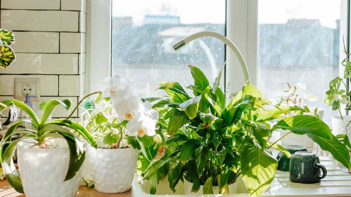 How Indoor Plants Can Bring Life and Style to the Heart of the Kitchen -  Healthy Houseplants