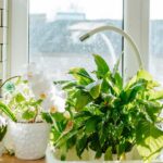 How Indoor Plants Can Bring Life and Style to the Heart of the Kitchen