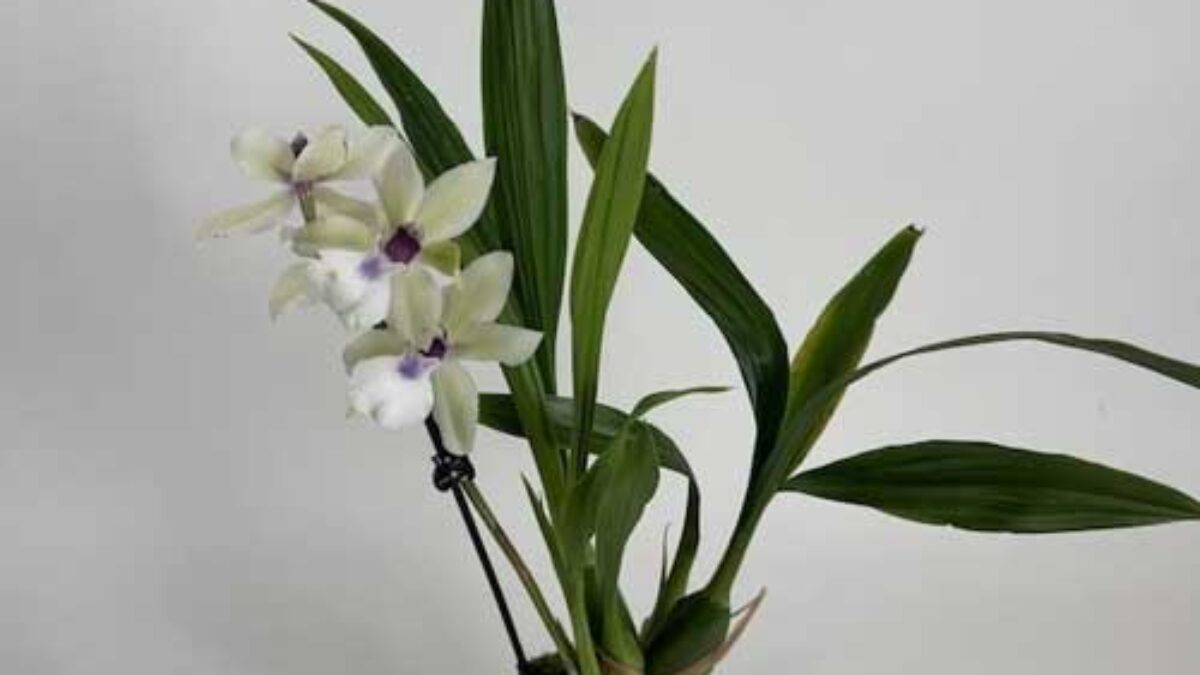 Peacock Orchid Care Guide - Complete Zygopetalum Growing Tips