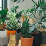 How to Take Proper Care of Your Houseplants When Moving Into a New Home