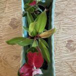 3 Rare Houseplants You’ll Fall in Love with from Peace Love and Happiness Club