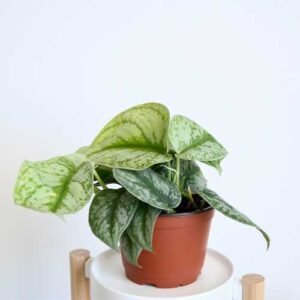 Silver Satin Pothos