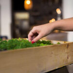 Identifying Termite Damage in Indoor Plants and Decorative Features