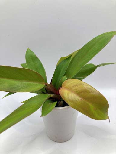 Unique indoor plants