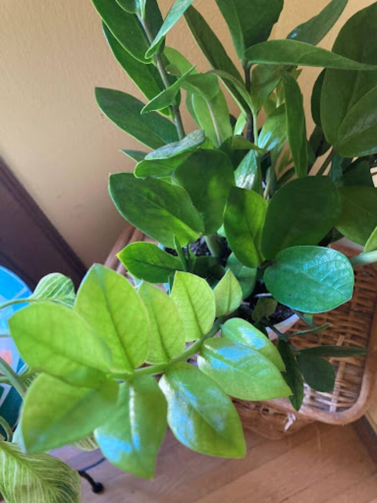 Chameleon ZZ Plant: The Must-Have Rare Find for Your Indoor Jungle -  Healthy Houseplants