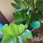 Chameleon ZZ Plant: The Must-Have Rare Find for Your Indoor Jungle