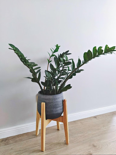 Pothos (Epipremnum aureum)