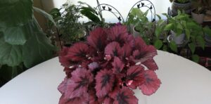 Rex Begonia Care What to Know