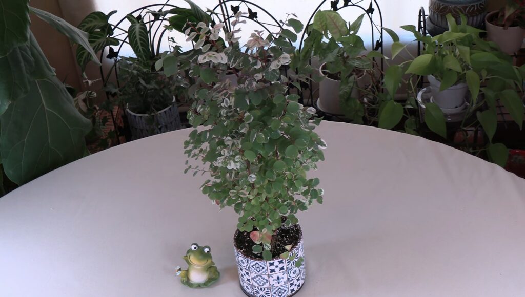 Snowbush (Breynia disticha) Care What to Know