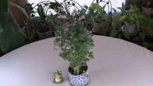 Snowbush (Breynia disticha) Care What to Know