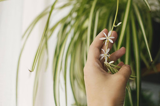Spider Plant (Chlorophytum comosum)