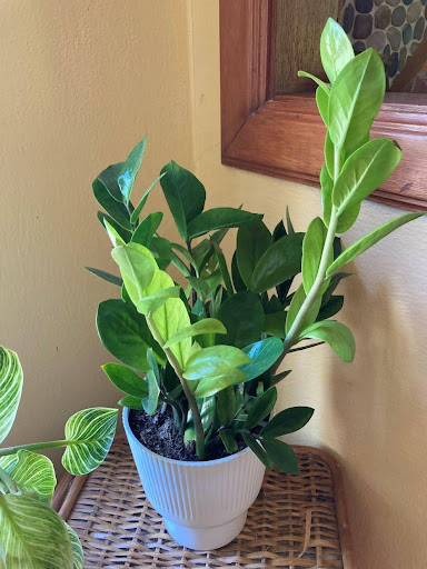 Zamioculcas zamiifolia