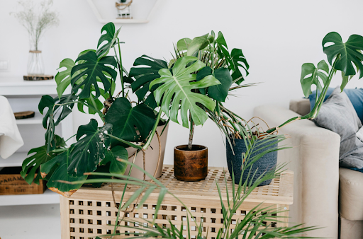 Embracing Hanging and Wall-Mounted Designs