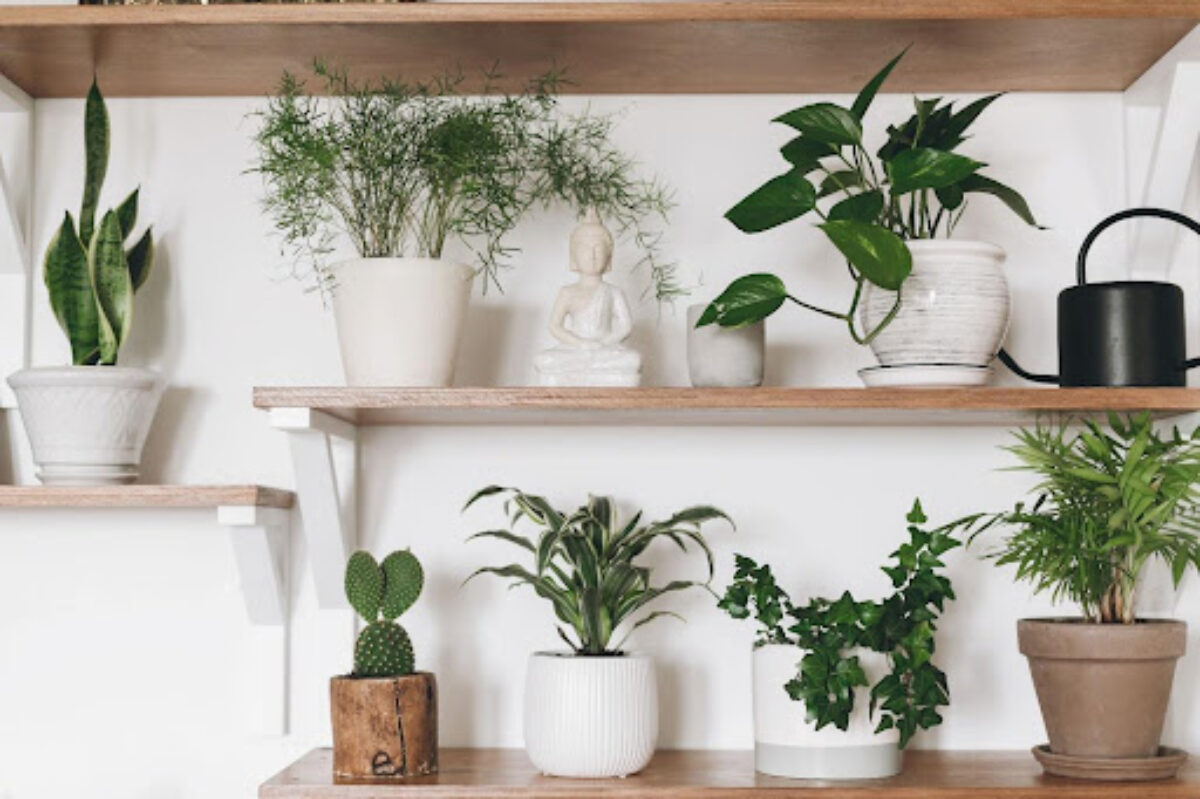 How Creative Storage Designs Can Transform Indoor Plant Corners - Healthy  Houseplants