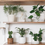 How Creative Storage Designs Can Transform Indoor Plant Corners
