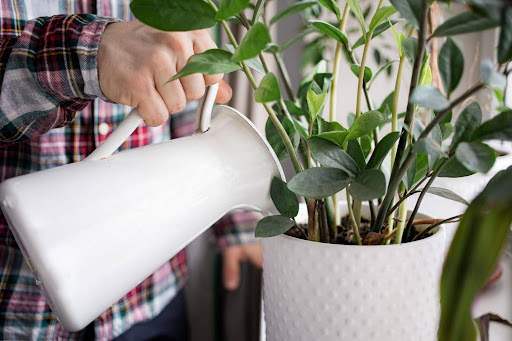 How Hard Water Affects Your Houseplants