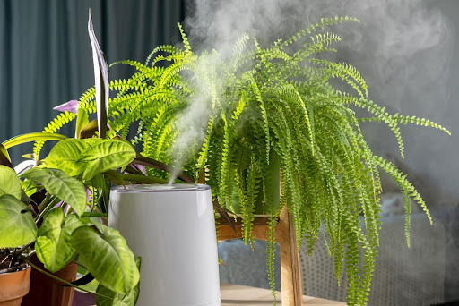 Maintaining Optimal Humidity Levels