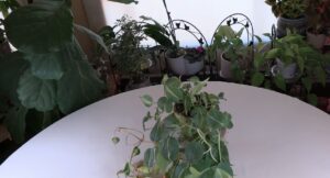 Philodendron hederaceum