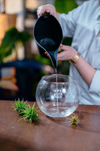 Solutions to Protect Houseplants and Household Systems